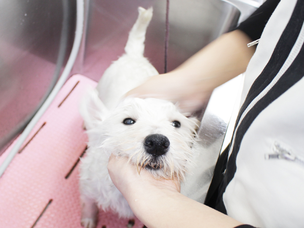 お客様の愛犬をトリミング！